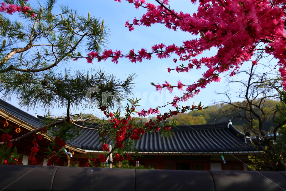 꽃,전주한옥마을,한옥,봄,만첩홍도,복사꽃,봄,계절,spring,season,한국전통,한국문화,korean traditional,korean culture,식물,자연,plants,nature,꽃,flower