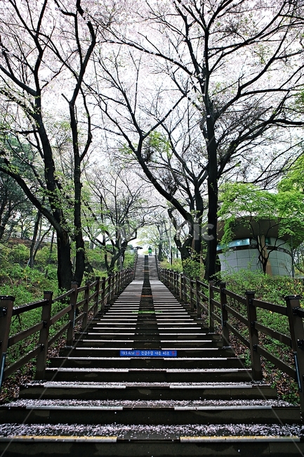 벗꽃길,길,꽃,꽃잎,풍경,자연,배경,봄,계절,spring,season,자연,풍경,nature,landscape,건축물,건물외관,exterior,building,structure,architecture,construction,garden,정원,outdoors,옥외,arbour,정자
