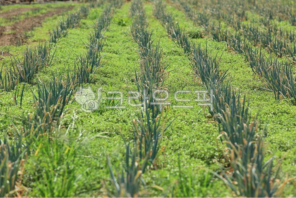 vegetation, 초목, 파, 대파, 파밭, 사진,이미지,일러스트,캘리그라피 - Zorba작가