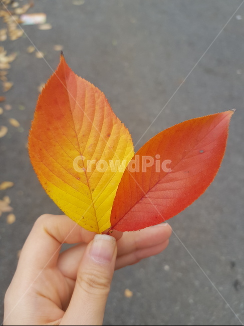 낙엽,단풍,나뭇잎,가을,등산