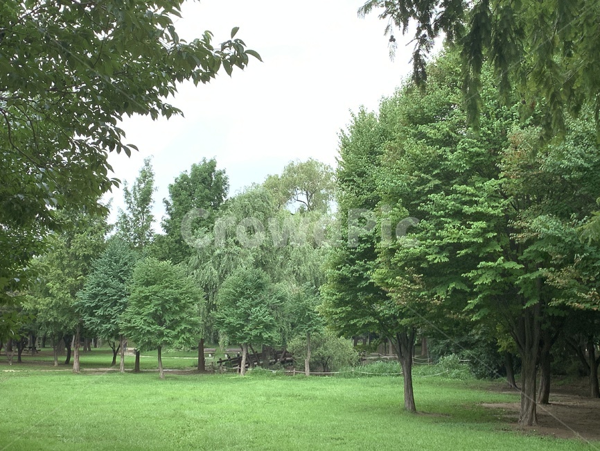 grass,plant,식물,나무,잔디,lawn,아비,abies,전나무,fir,tree,식물,자연,plants,nature,나무,trees,wood