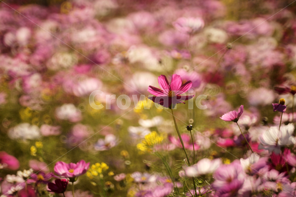 코스모스,꽃,식물,줄기,가을,자연,계절,가을,계절,fall,autumn,season,식물,자연,plants,nature,꽃,flower,plant,blossom,petal,꽃잎,daisy,데이지,daisies