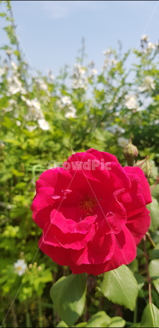 꽃,장미,덩굴장미,원예,넝쿨장미,rosa,setigera,rose,flower,plant,green,red,빨간
