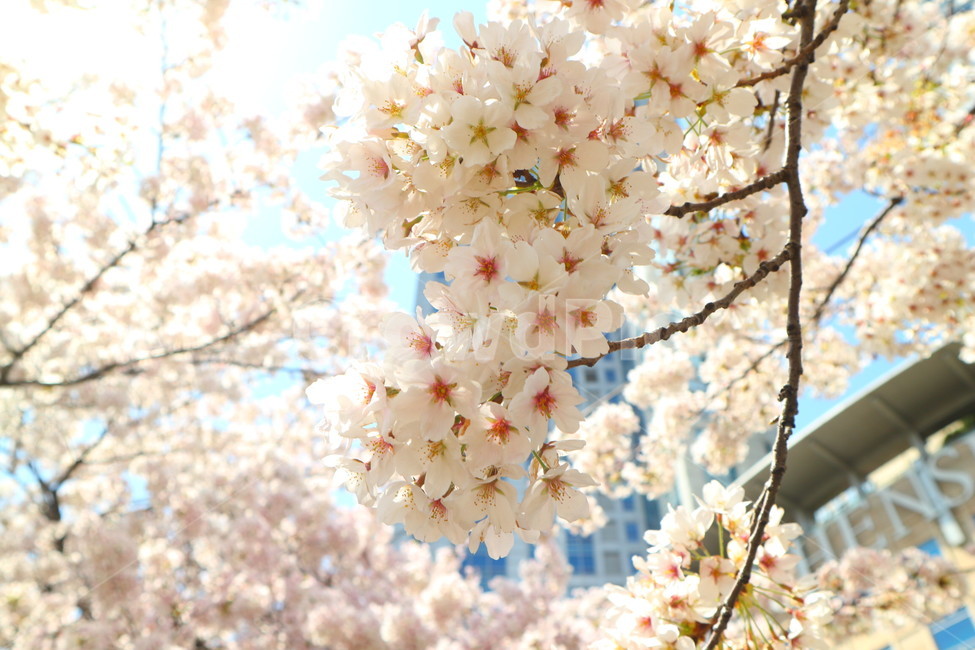 벚꽃,나무,봄,꽃,하늘,봄,계절,spring,season,식물,자연,plants,nature,꽃,flower,plant
