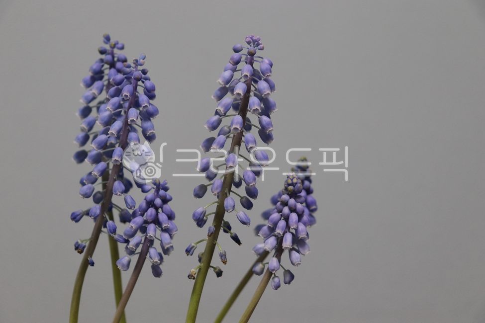 grapehyacinth,무스카리,꽃,flower,보라꽃,구근식물,blueflower,purpleflower,무스카리꽃