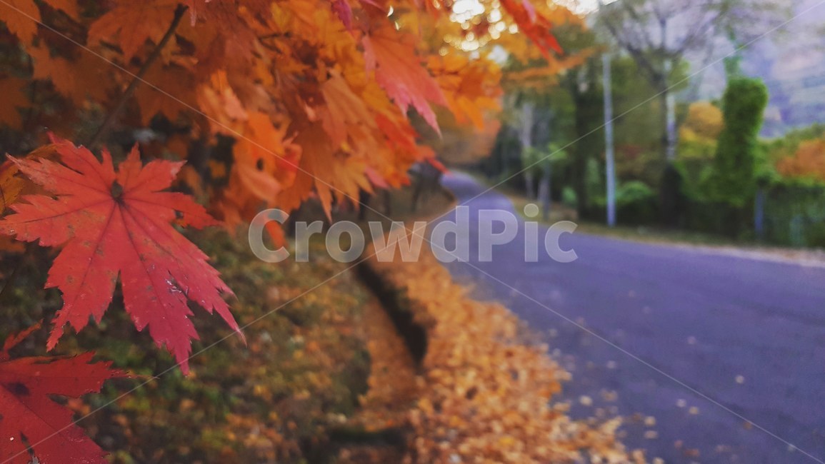 단풍,자연,길,잎,나무,단풍잎,계절,가을,감성,감성사진,낙엽,가을,계절,fall,autumn,season,plant,식물,leaf,tree,maple