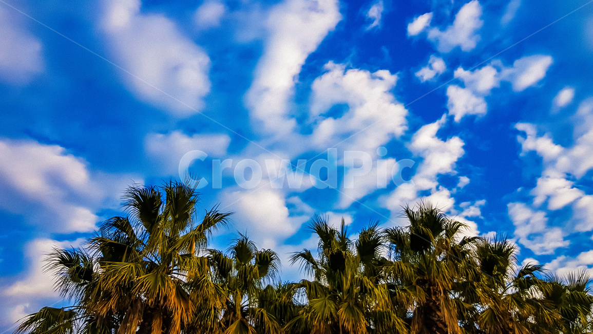 summer,여름,구름,하늘,낮,제주도,나무,자연,풍경,nature,landscape