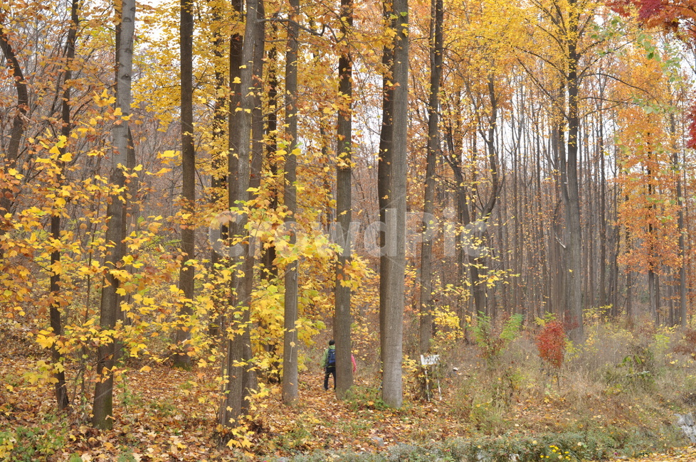 가을,낙엽,나뭇잎,풍경,가을풍경,나무,노랑,가을,계절,fall,autumn,season,자연,풍경,nature,landscape,tree,plant,식물,tree trunk,나무 줄기