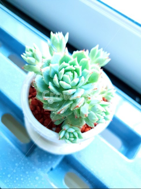 식물,다육,파랑,plant,다육식물