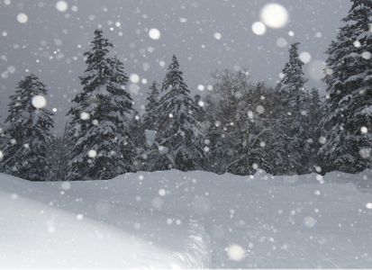 겨울-눈-눈내리는날-전나무-겨울나무