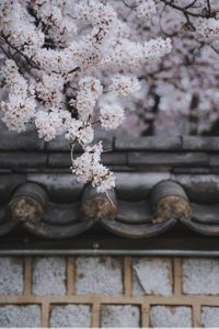 벚꽃-꽃-기와-경주-봄꽃