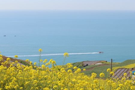 자연-유채꽃-유채-유채꽃밭-남해