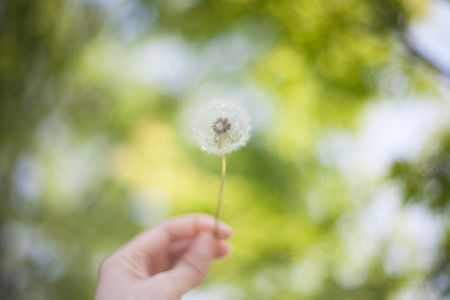 plant-식물-민들레-봄-감성