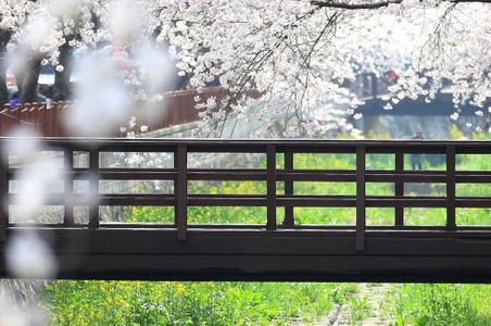 벚꽃-벚꽃나무-벗꽃-벗꽃나무-봄꽃