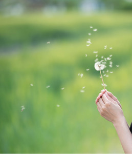 민들레-민들레씨-홀씨-민들레홀씨-소원