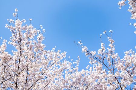 벚꽃-봄꽃-봄-꽃-cherryblossom