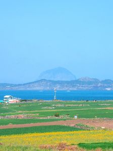 제주도-산방산-가파도-유채꽃-청보리