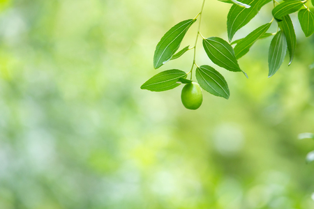 대추-초록잎-나뭇잎-열매-대추나무