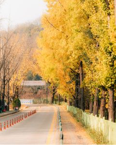 road-도로-tree-나무-가을