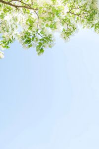 이팝나무-5월꽃-나뭇잎-잎-이파리