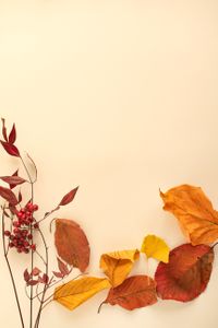 가을-카피공간-누끼-마른-나뭇잎