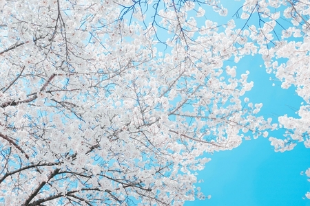 노트북 배경화면 고화질 봄 – transportkuu.com