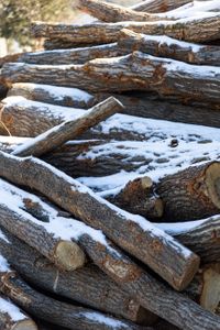 wood-목재-lumber-재목-tree