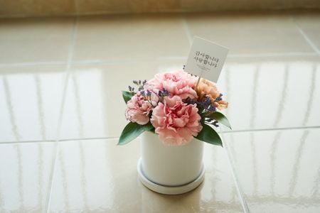어버이날-카네이션-꽃-화분-분홍