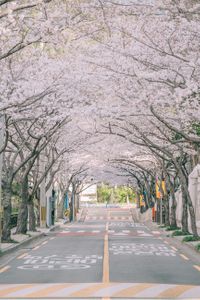 벚꽃-벚나무-벚꽃길-꽃놀이-봄