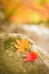 leaf-잎-plant-식물-tree