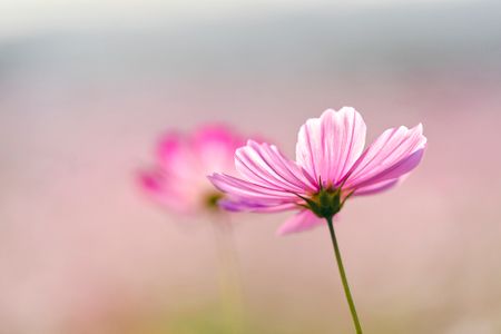 자연-코스모스-꽃-flower-nature