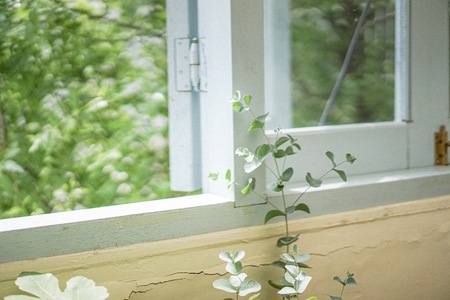 식물-잎-창문-자연-초록색