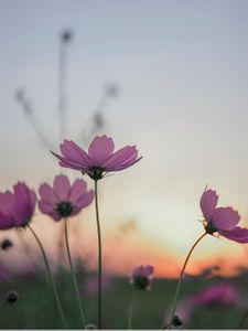 코스모스-가을-노을-선셋-senset