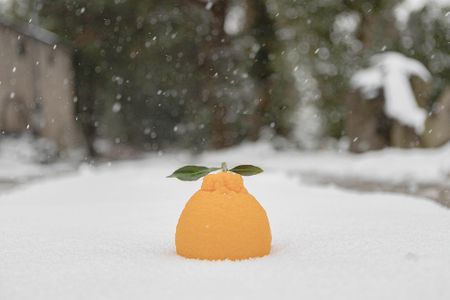 눈-한라봉-감귤-겨울-제주도