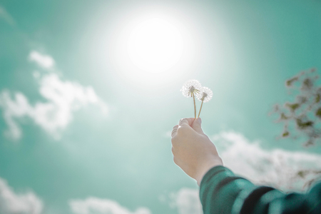 민들레-민들레씨-손-여성-감성