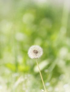 민들레-홀씨-꽃씨-감성-dandelion