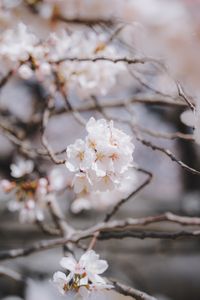 봄꽃-벚꽃-4월-꽃-계절