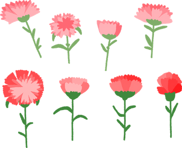 카네이션-꽃-어버이날-스승의날-감사