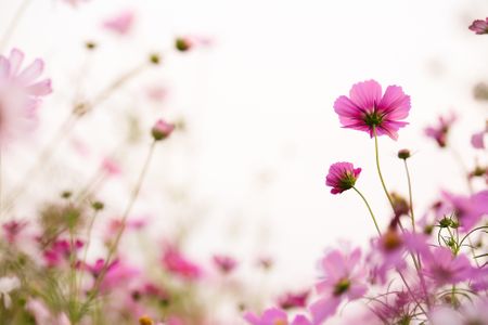 petal-꽃잎-flower-꽃-코스모스