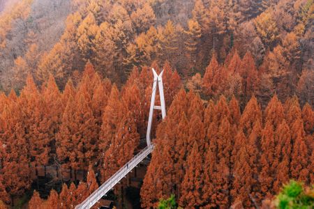 autumn-가을-메타세콰이어-메타세쿼이아-나무