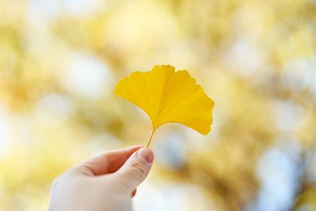 가을-낙엽-은행-은행잎-노란색