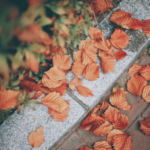 가을-단풍-가을풍경-단풍나무-낙엽