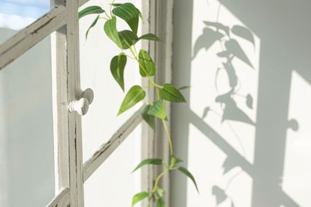 창-창문-식물-인테리어-창가