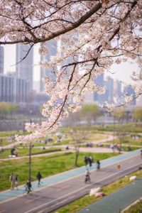 안양천-공원-벚꽃-봄-벚꽃길