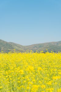 유채꽃-봄꽃-봄-spring-파란하늘