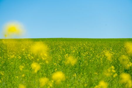 곡식-보리-청보리-곡물-추수