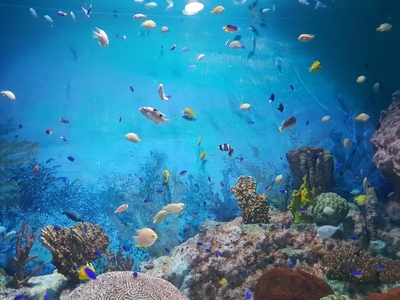 고화질 바다속 배경화면 – transportkuu.com